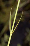 Bartram's rose gentian